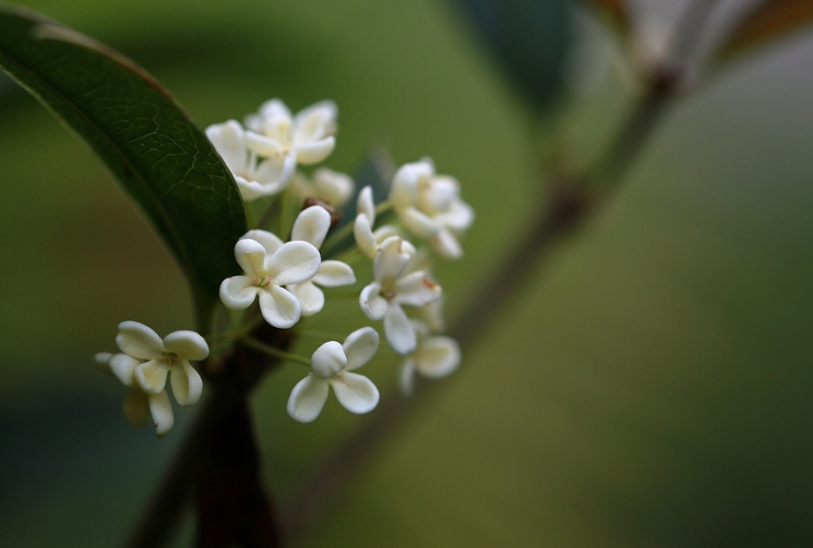 形容桂花香扑鼻的诗句有哪些（桂花飘香的诗句大全）