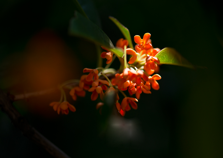 形容桂花香扑鼻的诗句有哪些（桂花飘香的诗句大全）