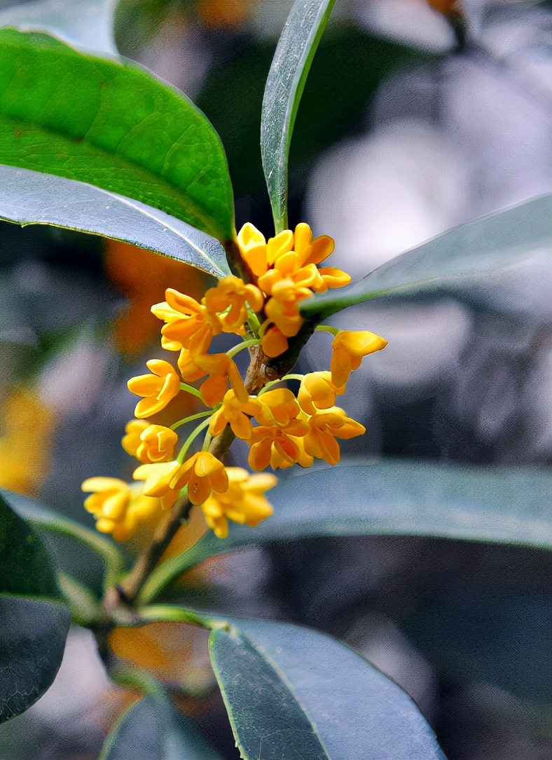 形容桂花香扑鼻的诗句有哪些（桂花飘香的诗句大全）