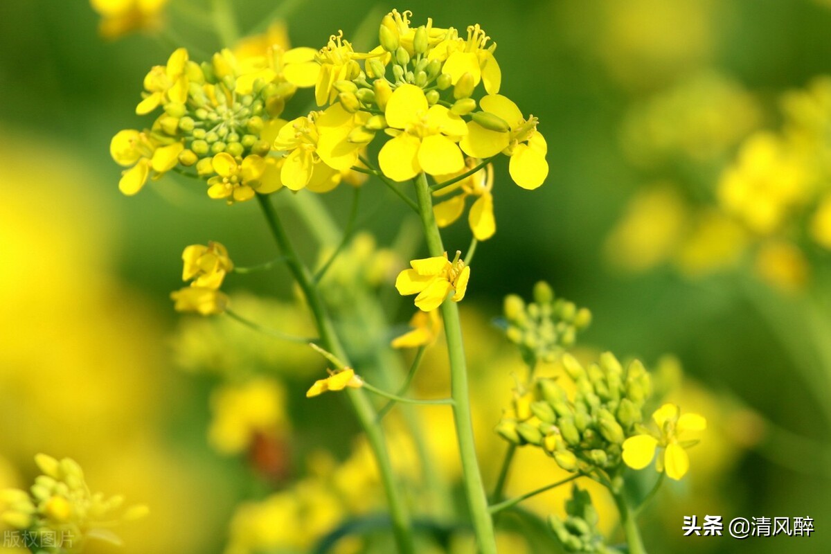 关于油菜花的唯美短句（看油菜花的心情说说）