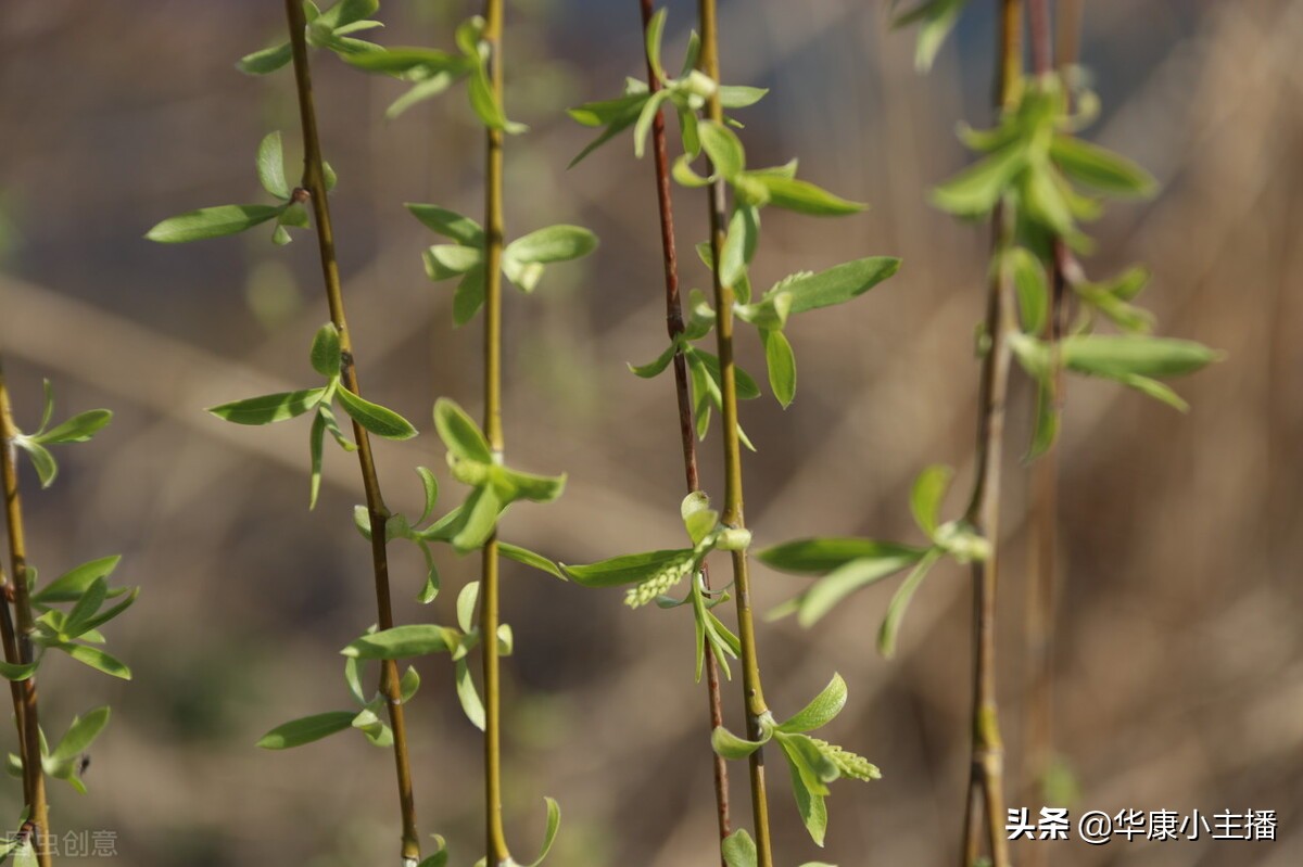 唐诗咏柳贺知章（咏柳古诗的意思及赏析）