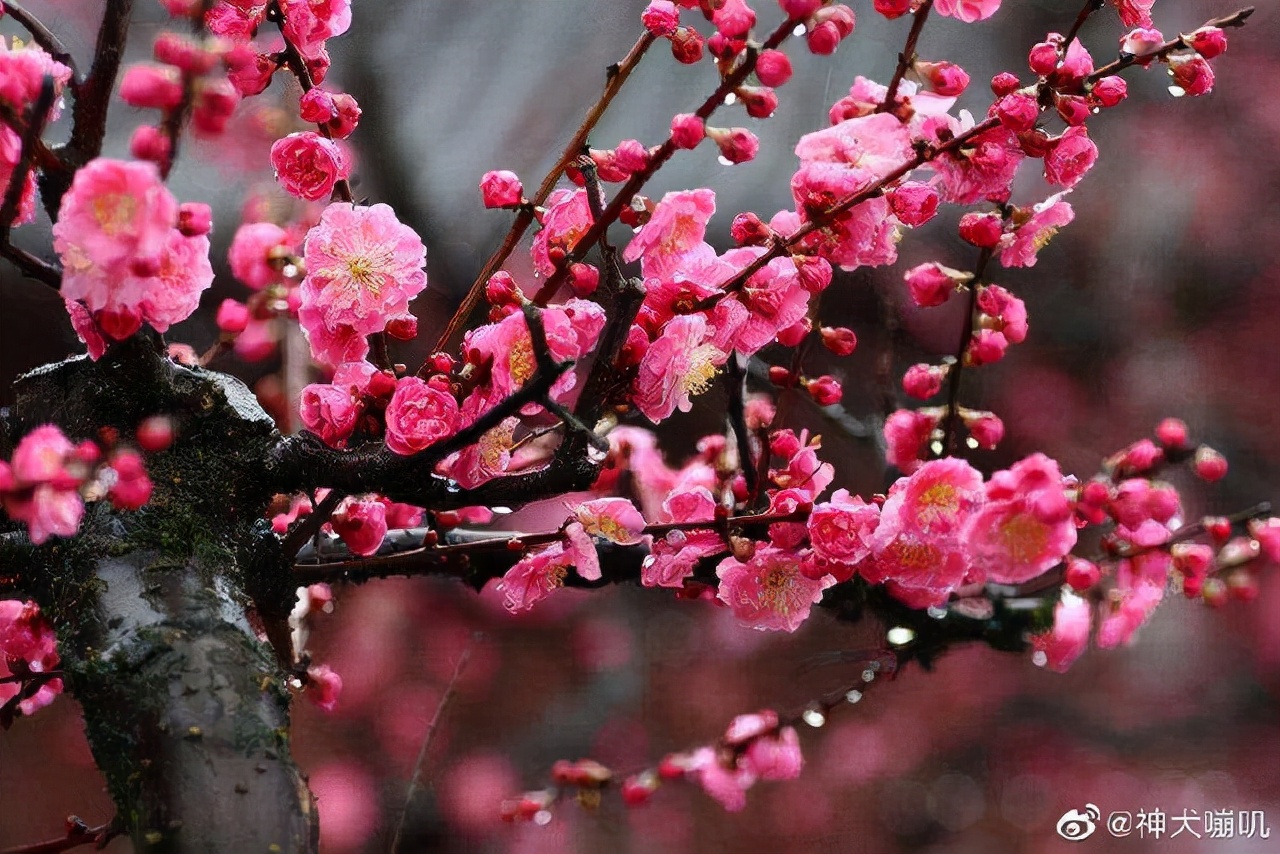 李清照的诗词全集赏析（千古第一才女李清照诗词鉴赏）