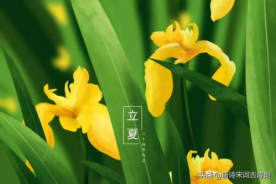 关于夏天的诗句古诗（十首描写夏天的古诗）