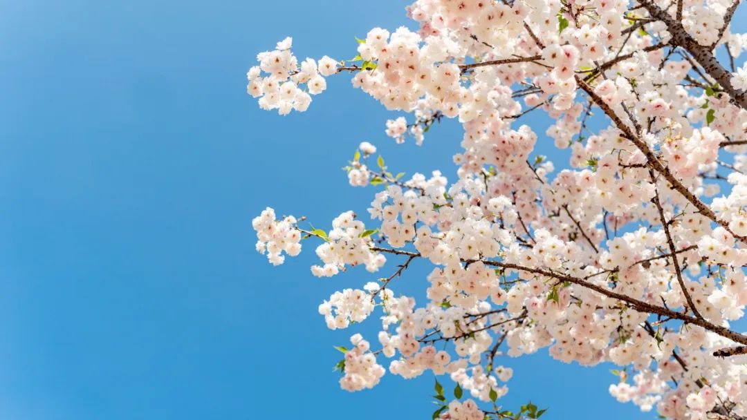 清明节古诗十首（清明节的经典古诗词）
