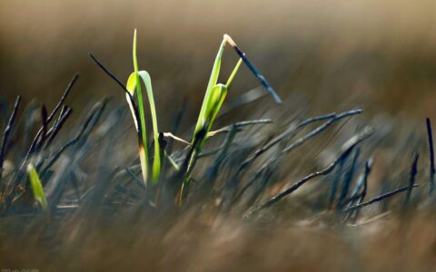 有关诗歌的故事有哪些（适合四年级摘抄的现代诗歌）