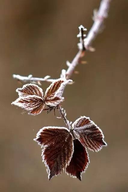 描写霜降的古诗四句有哪些（赞美霜的诗句古诗大全）
