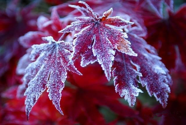 描写霜降的古诗四句有哪些（赞美霜的诗句古诗大全）