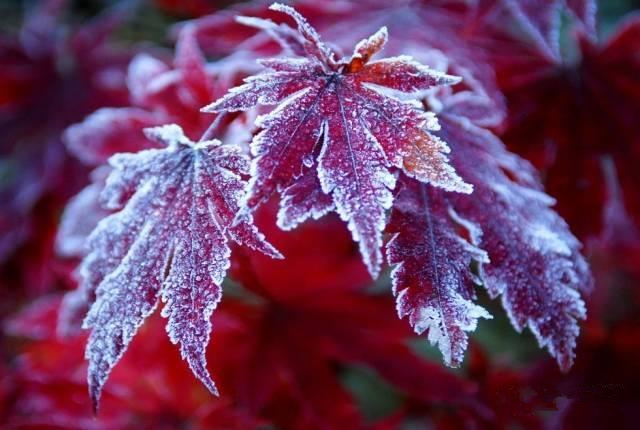 描写霜降的古诗四句有哪些（赞美霜的诗句古诗大全）