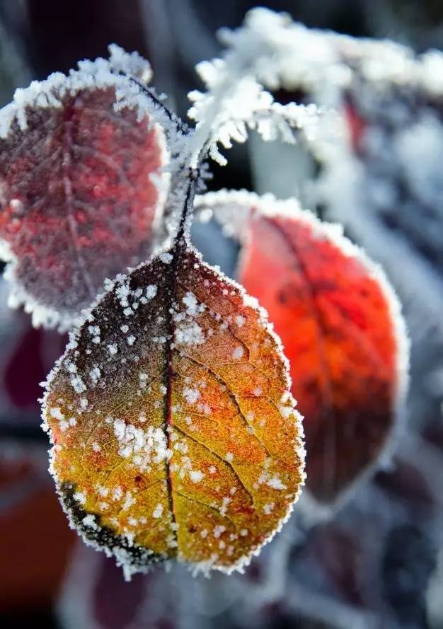 描写霜降的古诗四句有哪些（赞美霜的诗句古诗大全）