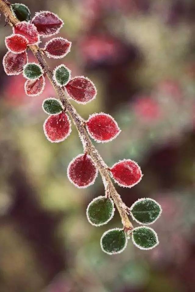 描写霜降的古诗四句有哪些（赞美霜的诗句古诗大全）