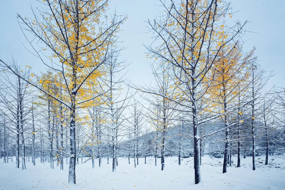 小学生描写雪的古诗20首（发朋友圈下雪幽默句子）