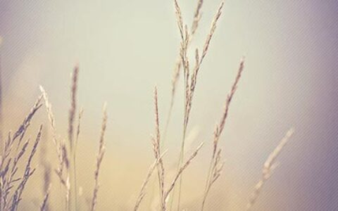 中秋节团圆的诗句