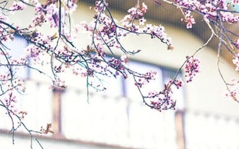 关于父爱的优美句子