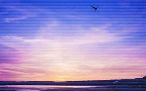 关于独立的优美好句子