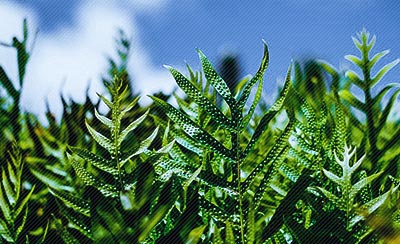 有关于雪的诗句