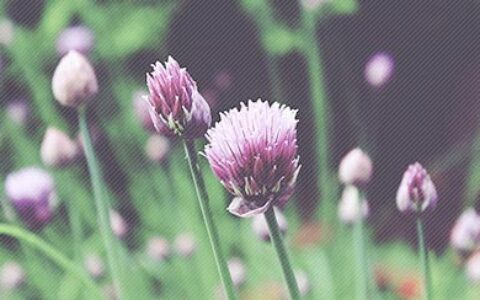 形容植物的优美句子