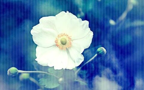 形容人善良的句子