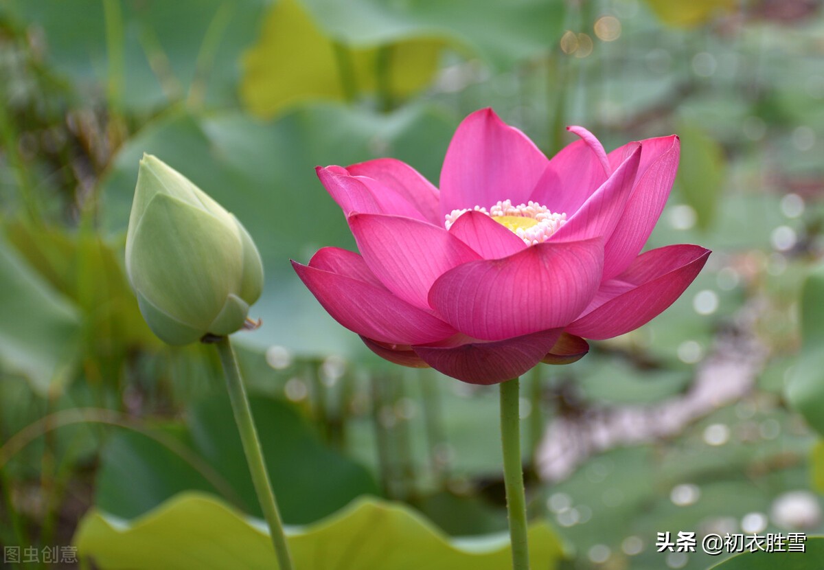 有关于荷花的诗句（形容荷花的优美句子）