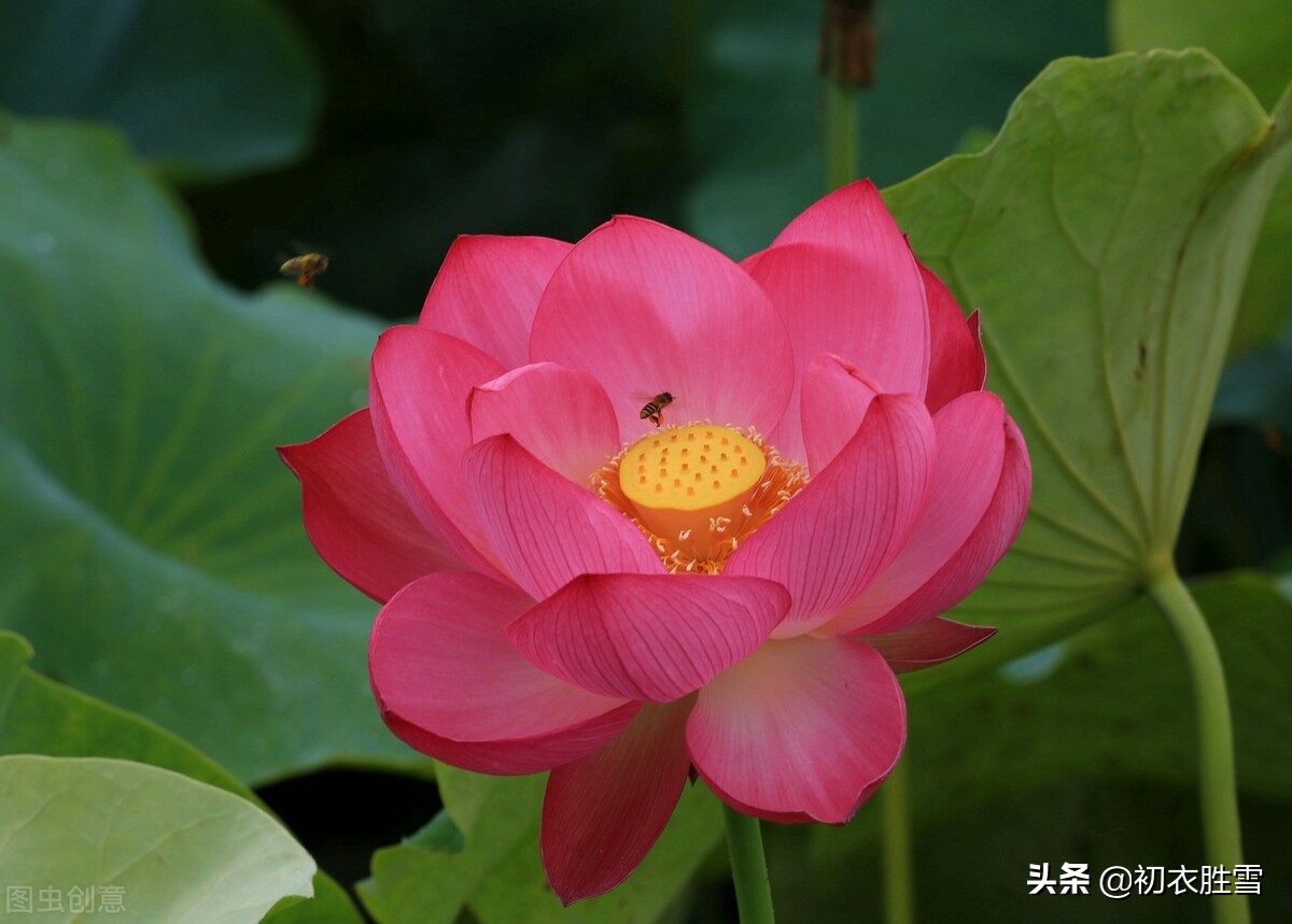 有关于荷花的诗句（形容荷花的优美句子）
