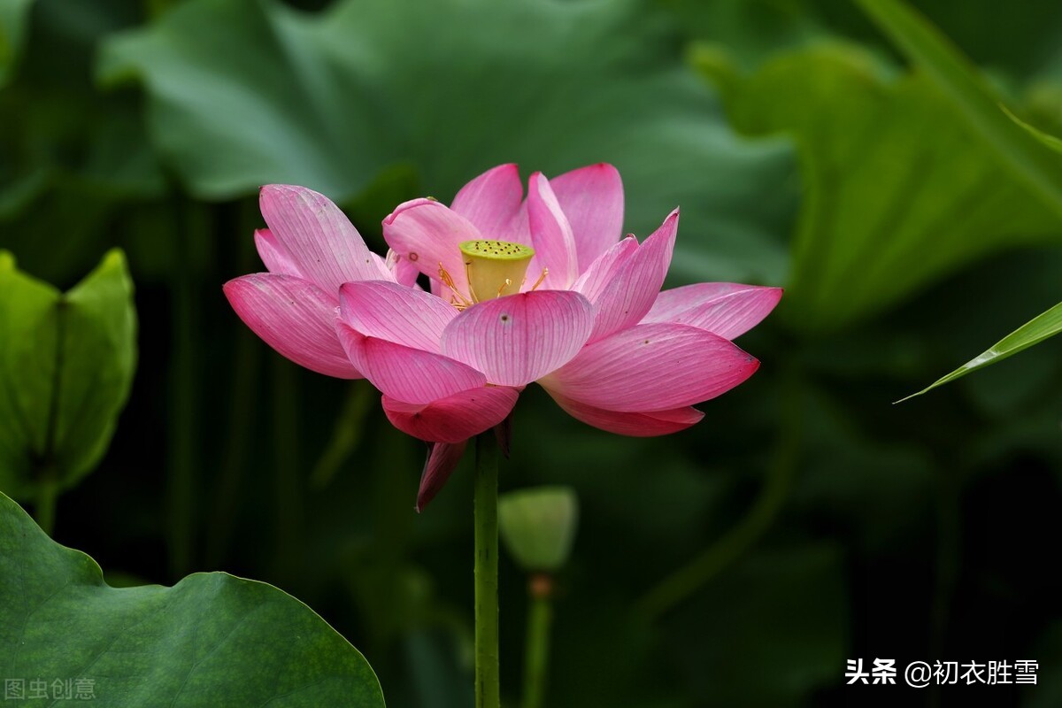 有关于荷花的诗句（形容荷花的优美句子）