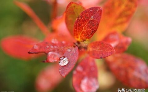 白露时节的诗词有哪些（有关白露节气唯美诗句）