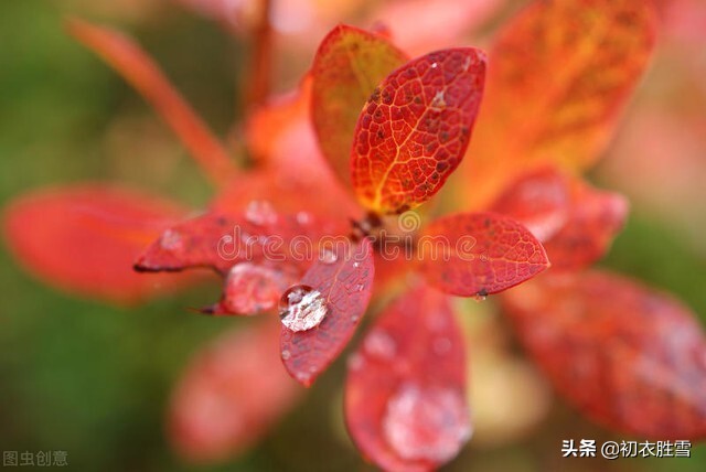 白露时节的诗词有哪些（有关白露节气唯美诗句）