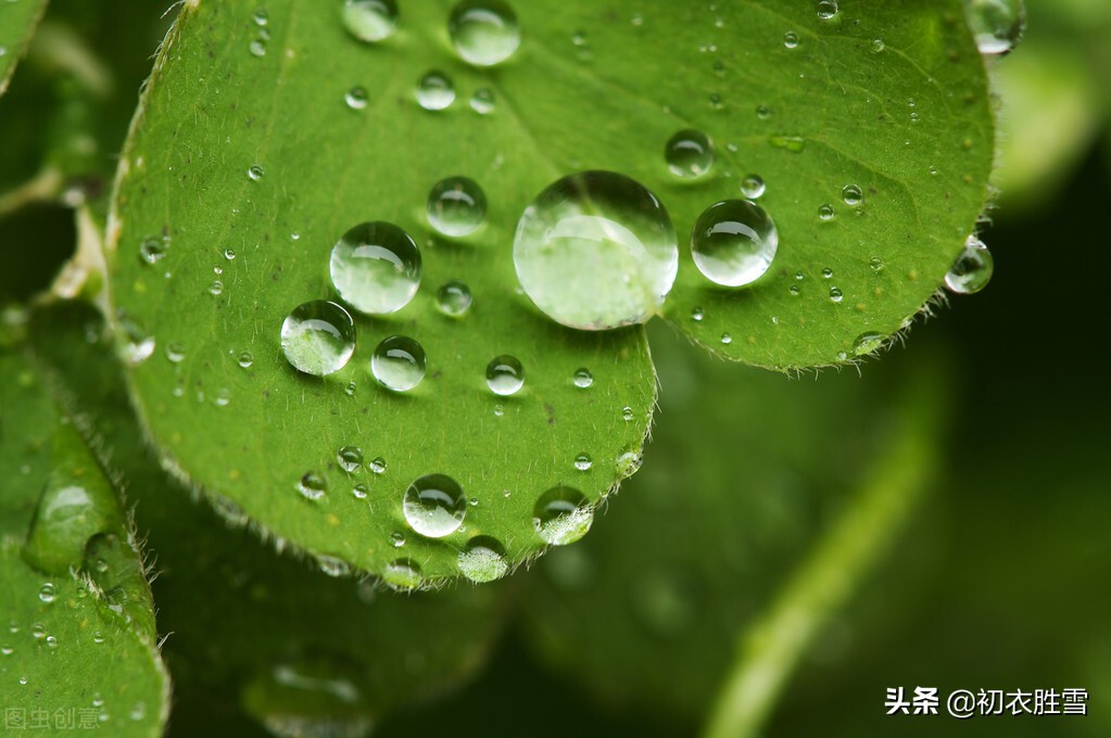白露时节的诗词有哪些（有关白露节气唯美诗句）