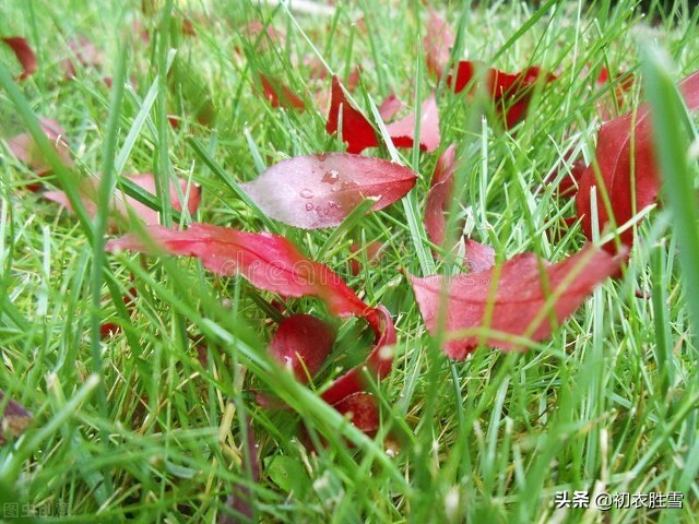 白露时节的诗词有哪些（有关白露节气唯美诗句）