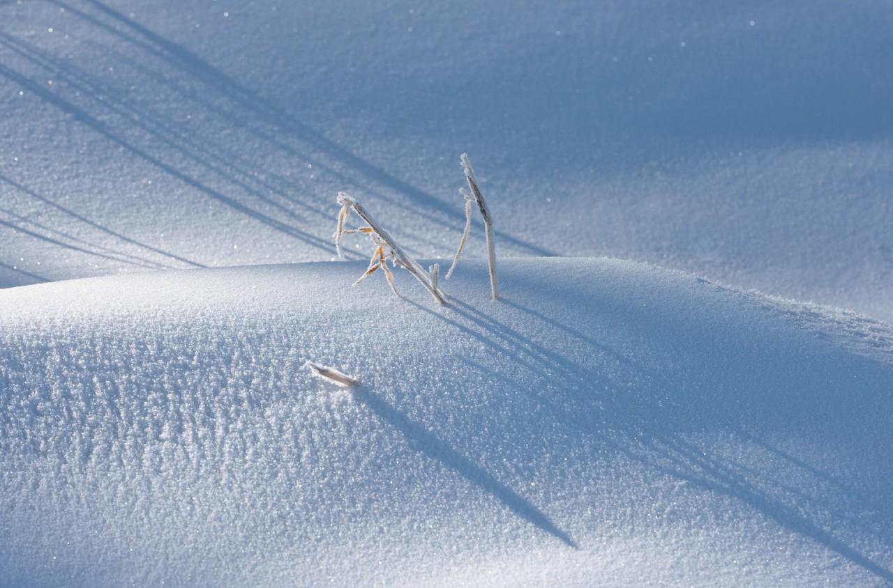赞美雪的诗句古诗（形容雪很美的诗句鉴赏）