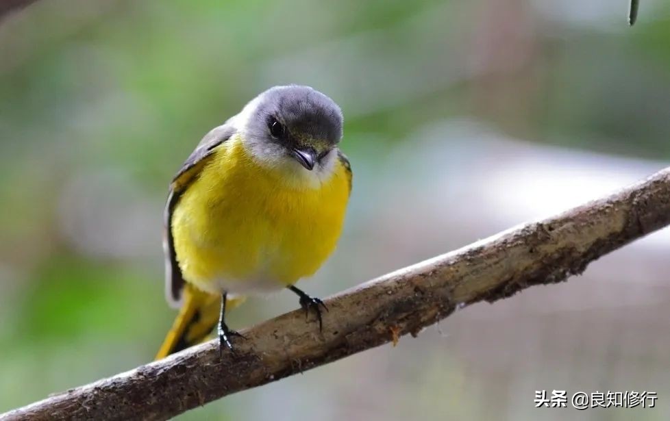 王维的山水田园诗有哪些（王维的田园诗20首）