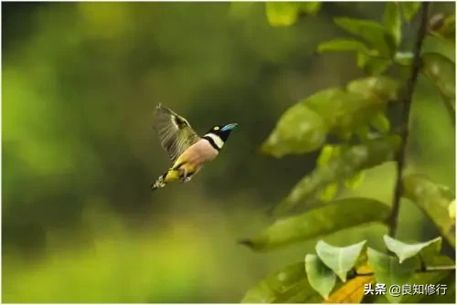 王维的山水田园诗有哪些（王维的田园诗20首）