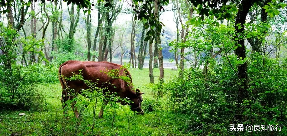 王维的山水田园诗有哪些（王维的田园诗20首）