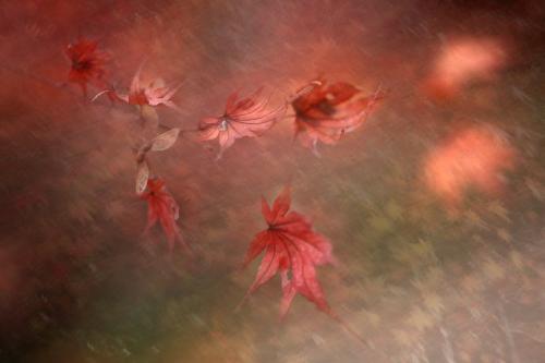 风的诗句古诗大全（带风的诗句飞花令）