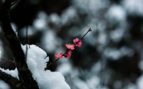 冬天的诗词有哪些（描写冬天意境美的诗）