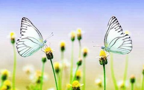 经典的爱情名言鉴赏