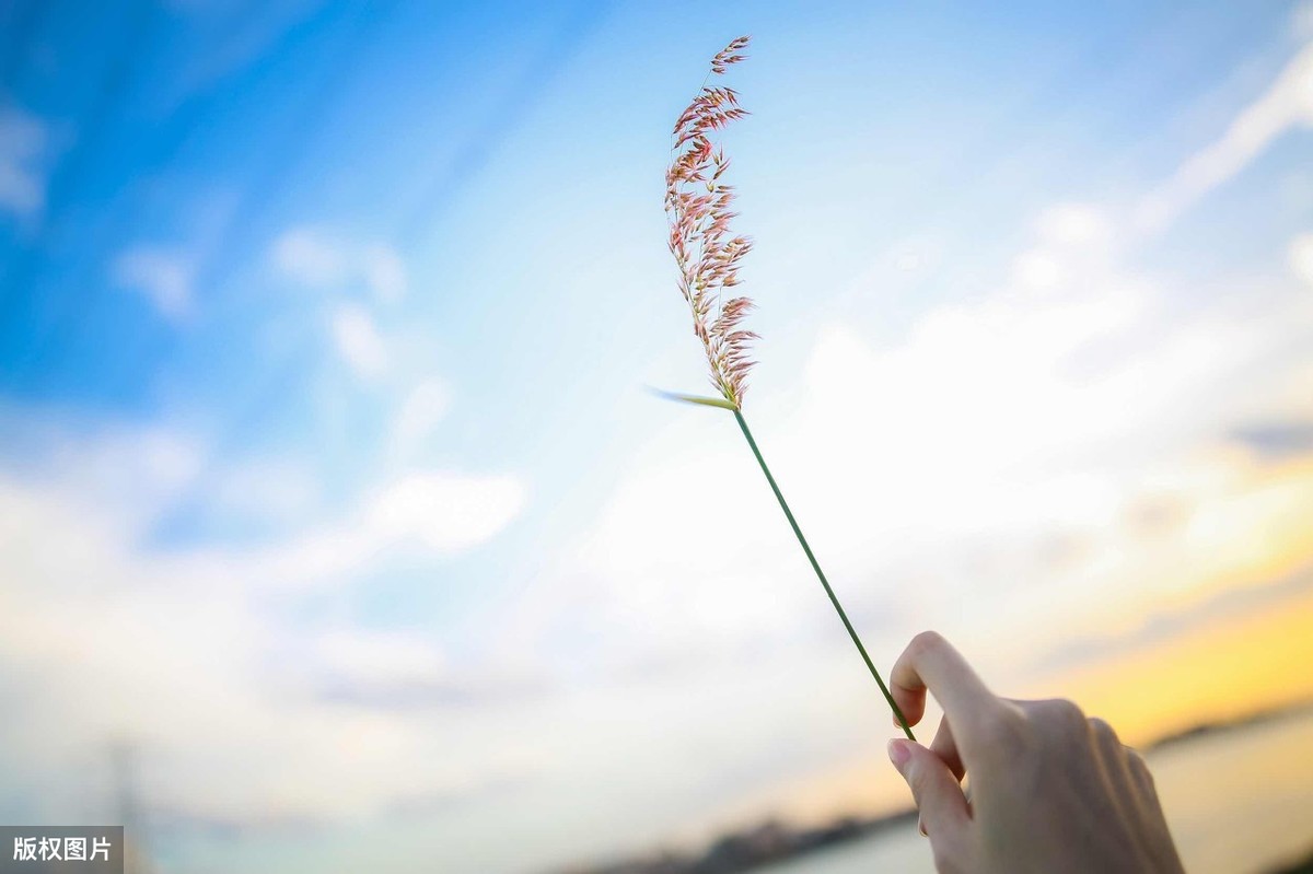 带风字的诗句有哪些（带风的诗句飞花令）