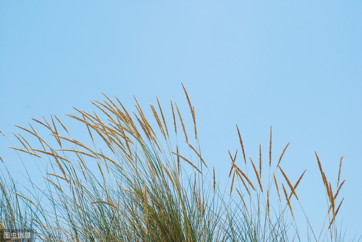 带风字的诗句有哪些（带风的诗句飞花令）