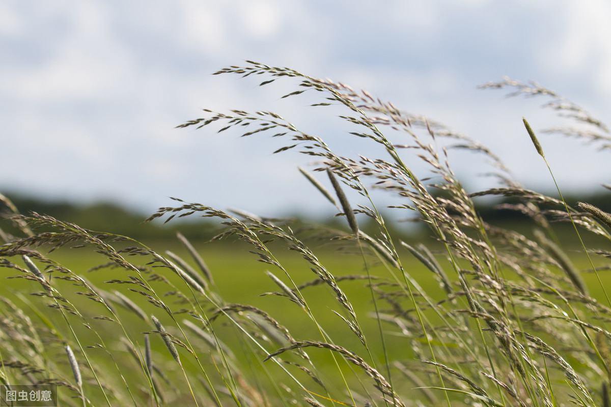 带风字的诗句有哪些（带风的诗句飞花令）