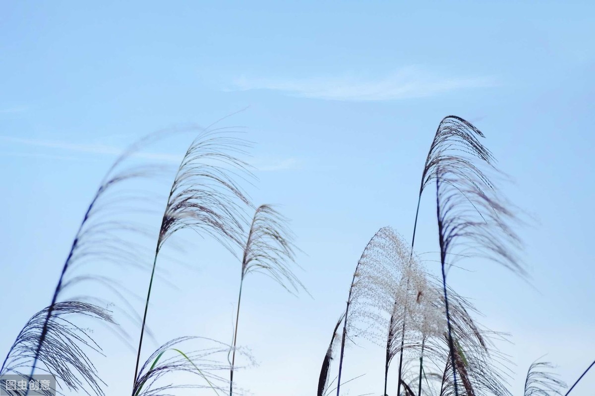 带风字的诗句有哪些（带风的诗句飞花令）