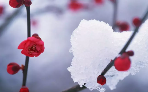 描写梅花的古诗有哪些（最经典的梅花诗）