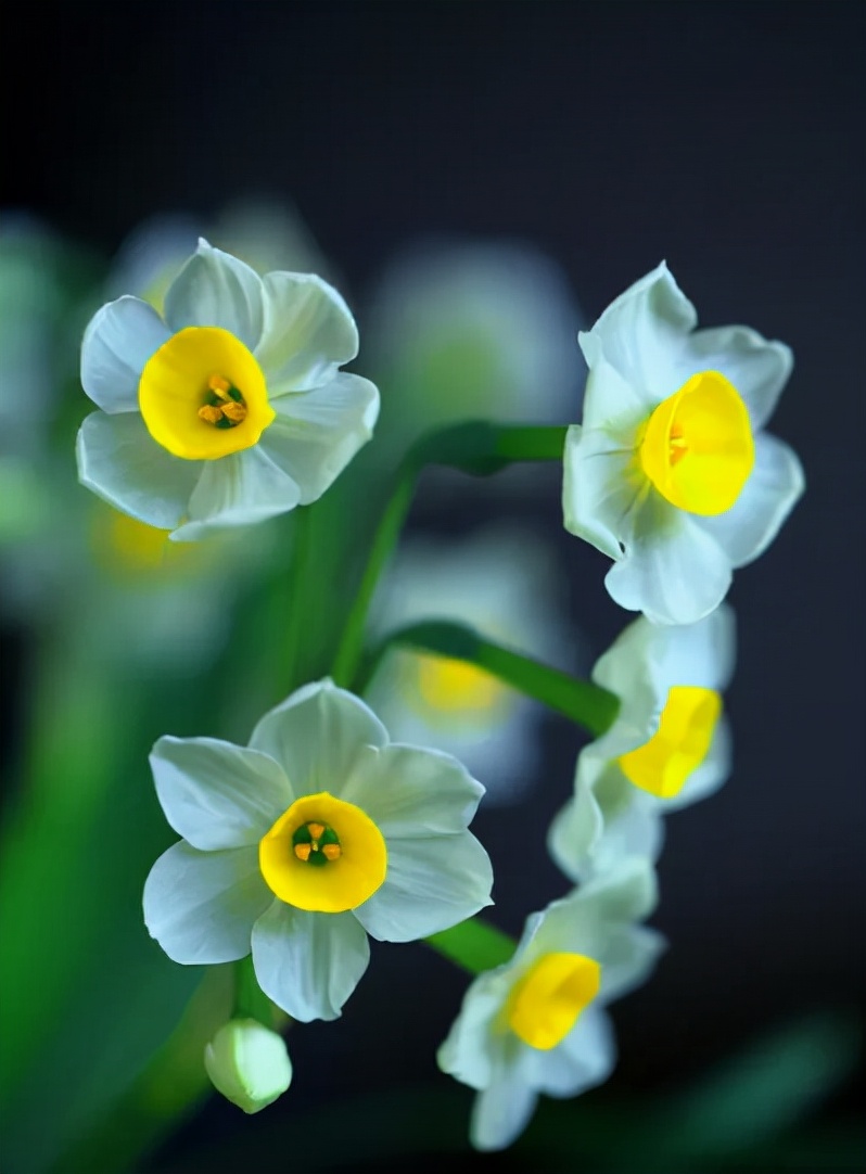 水仙花的诗歌有哪些（描写水仙花的优美句子）