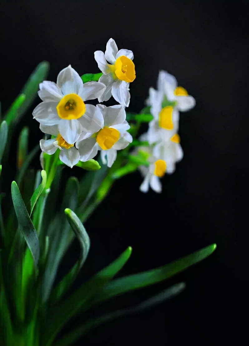水仙花的诗歌有哪些（描写水仙花的优美句子）