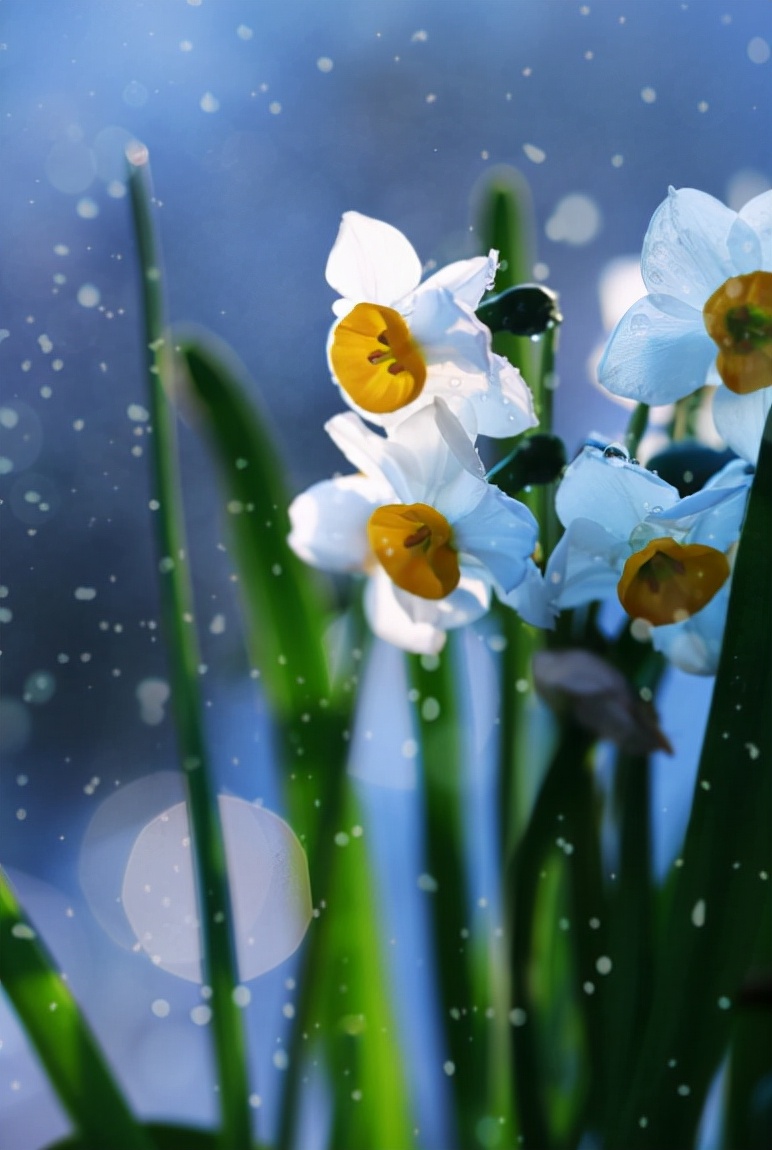 水仙花的诗歌有哪些（描写水仙花的优美句子）