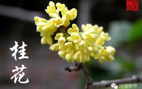 八月桂花香的诗句李白（描写桂花香的诗句）