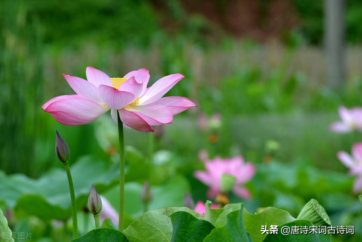 夏至诗词美文欣赏（关于夏至的诗词）