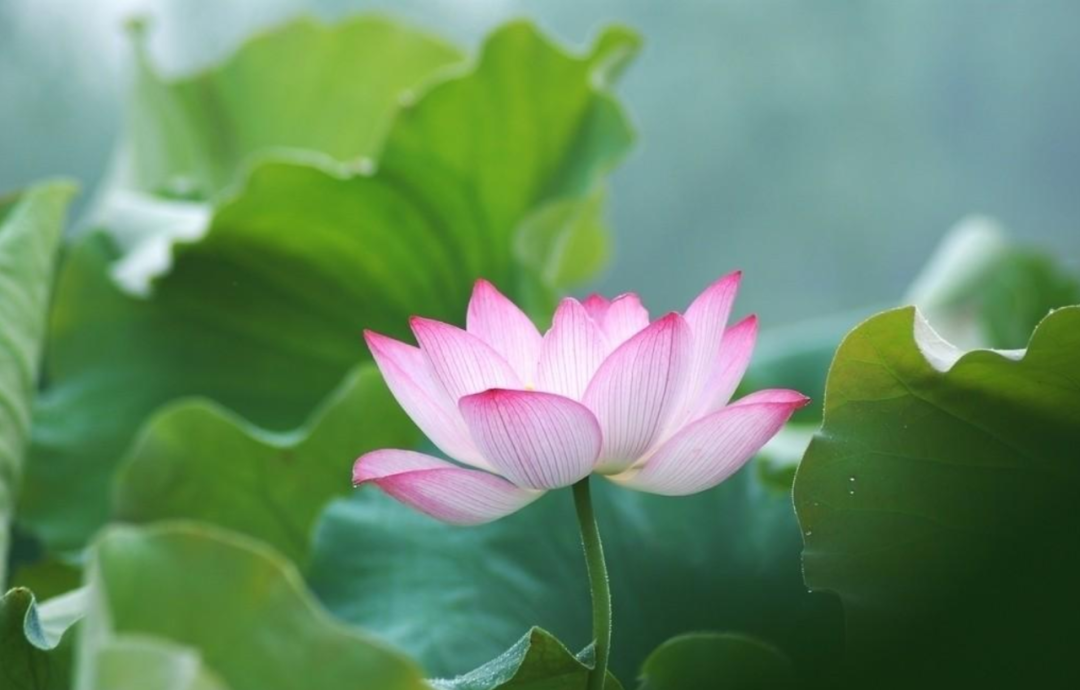 描写莲花的诗句大全（赞美莲花的经典佳句）