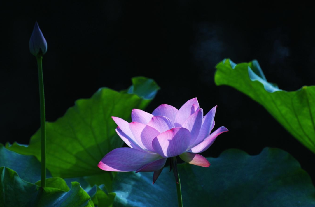 描写莲花的诗句大全（赞美莲花的经典佳句）