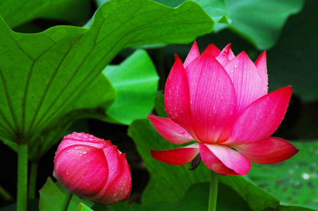 描写莲花的诗句大全（赞美莲花的经典佳句）