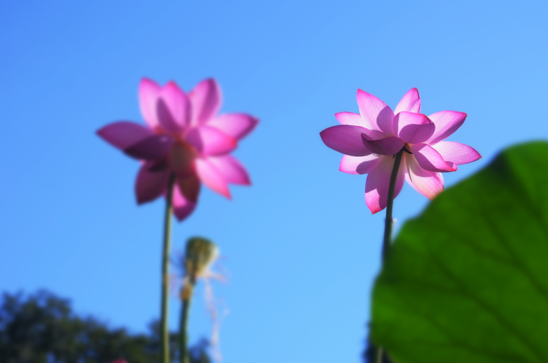 描写莲花的诗句大全（赞美莲花的经典佳句）