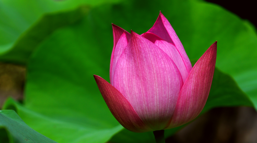 描写莲花的诗句大全（赞美莲花的经典佳句）